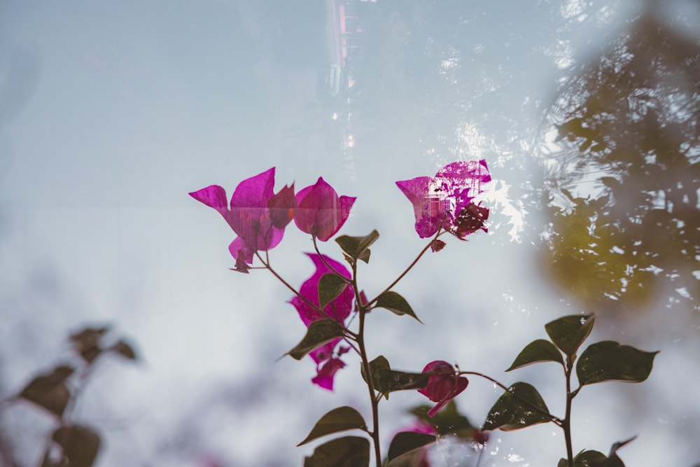 a group of flowers