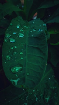 A serene image of dewy green leaves symbolizing freshness and balance.
