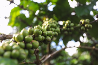 a close up of a tree with green grapes