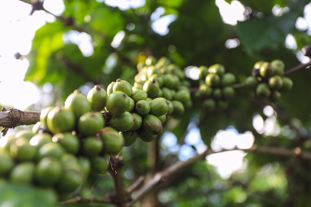 a close up of a tree with green grapes