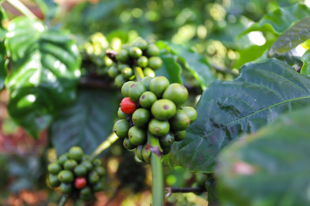 a close-up of some fruit