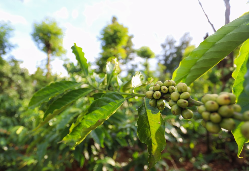 Un primer plano de algunas uvas