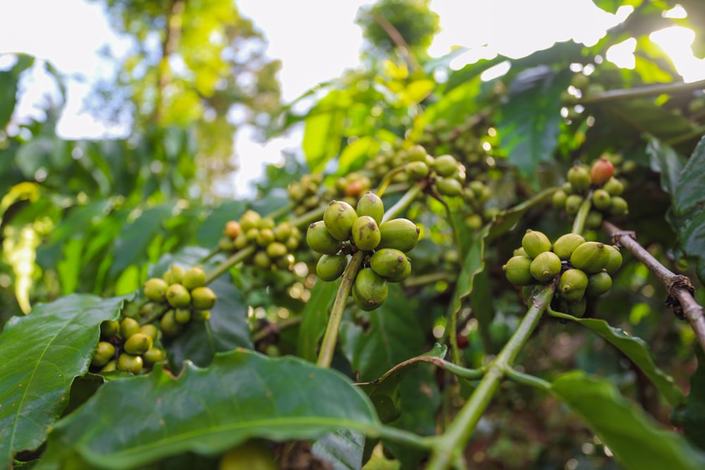 a close-up of some grapes