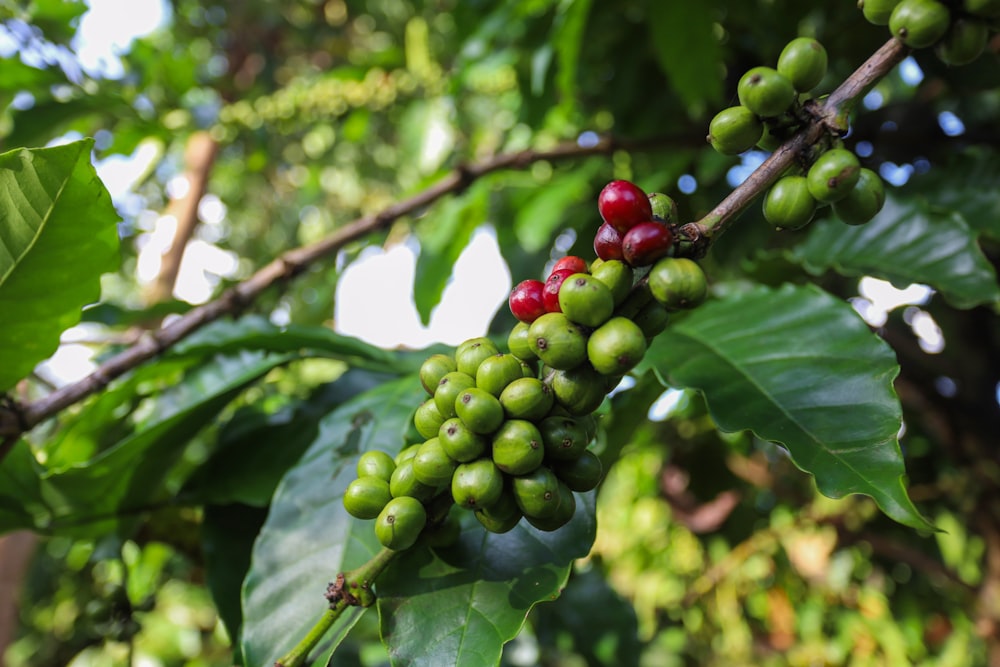 a tree with green grapes