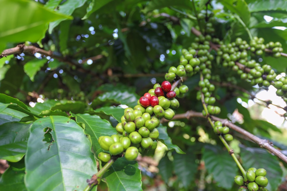 a tree with green leaves and berries