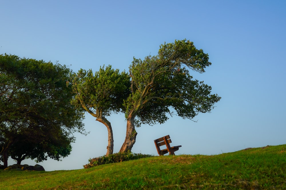 a bench sits in a grassy field