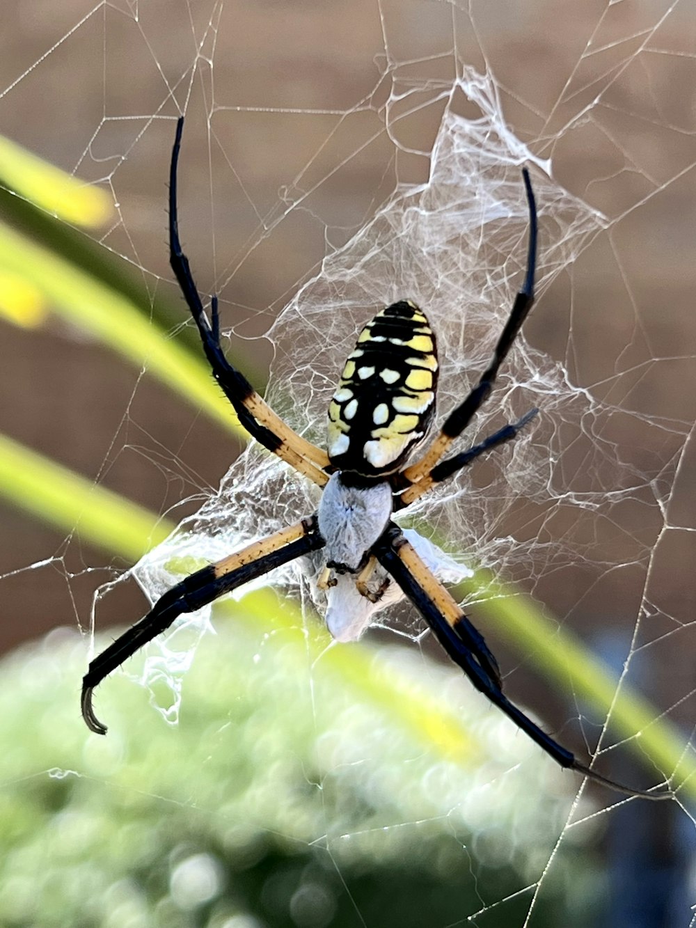 Una araña en una telaraña