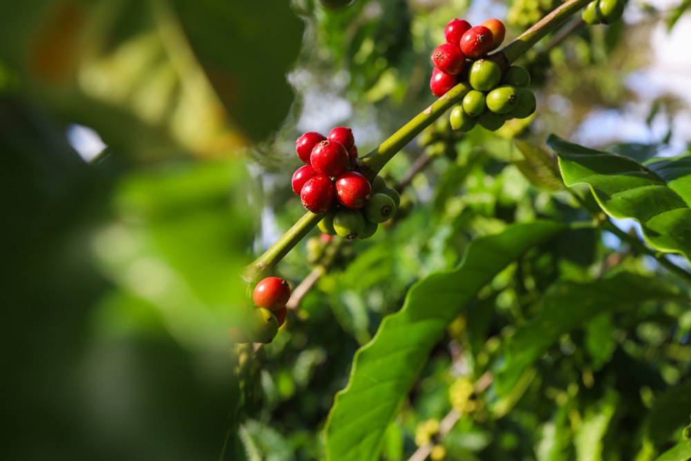 a close up of some berries