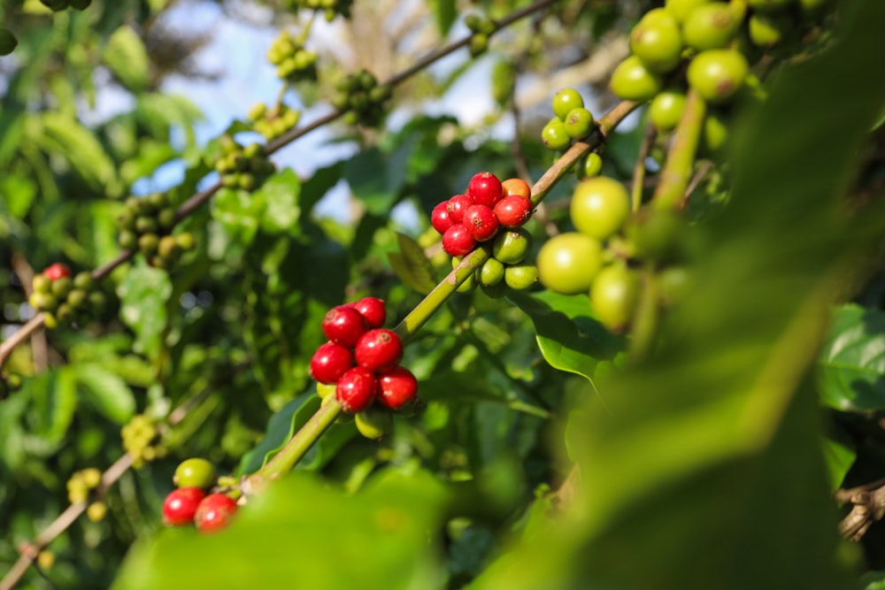 a close-up of some berries