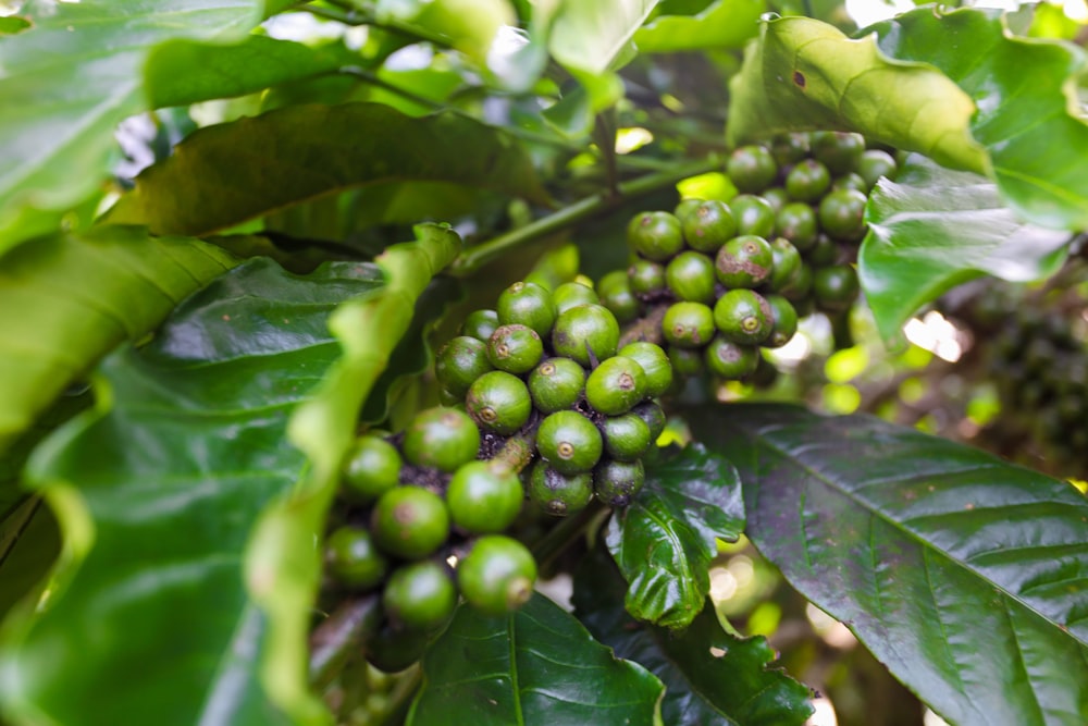 a bunch of green grapes on a vine