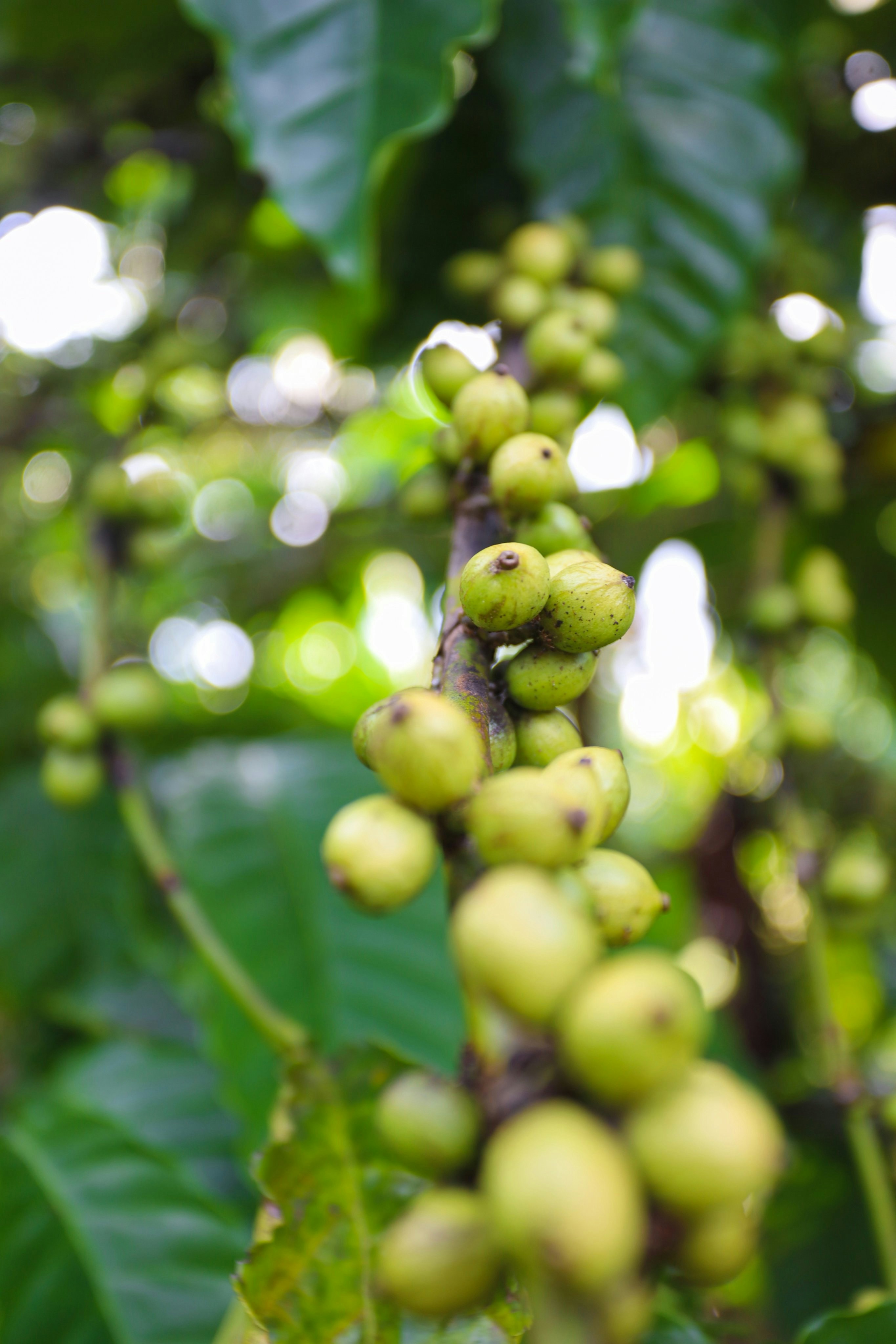 Photo by helenacoffeevn