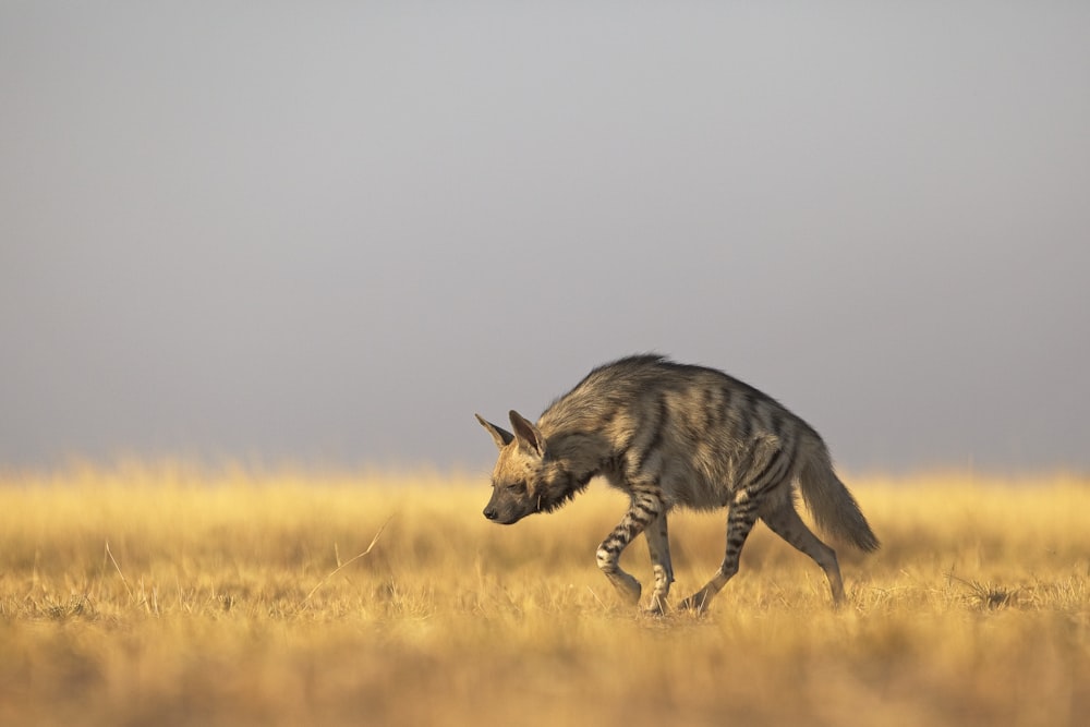 Eine Hyäne geht auf einem Feld spazieren