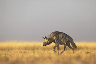 a hyena walking in a field