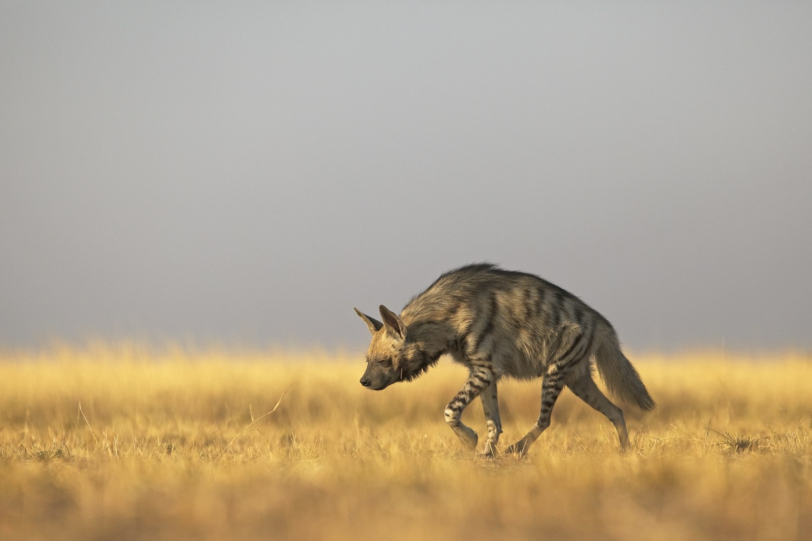 Indian Wolf and Striped Hyena: Photographing India's Overlooked Carnivores — wildlife photography article cover