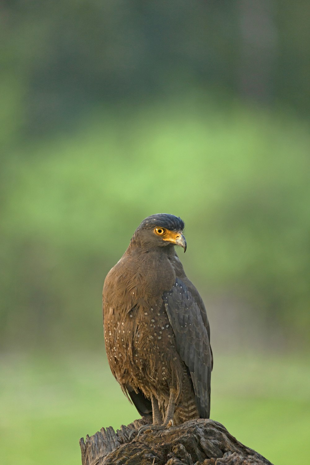a bird with yellow eyes