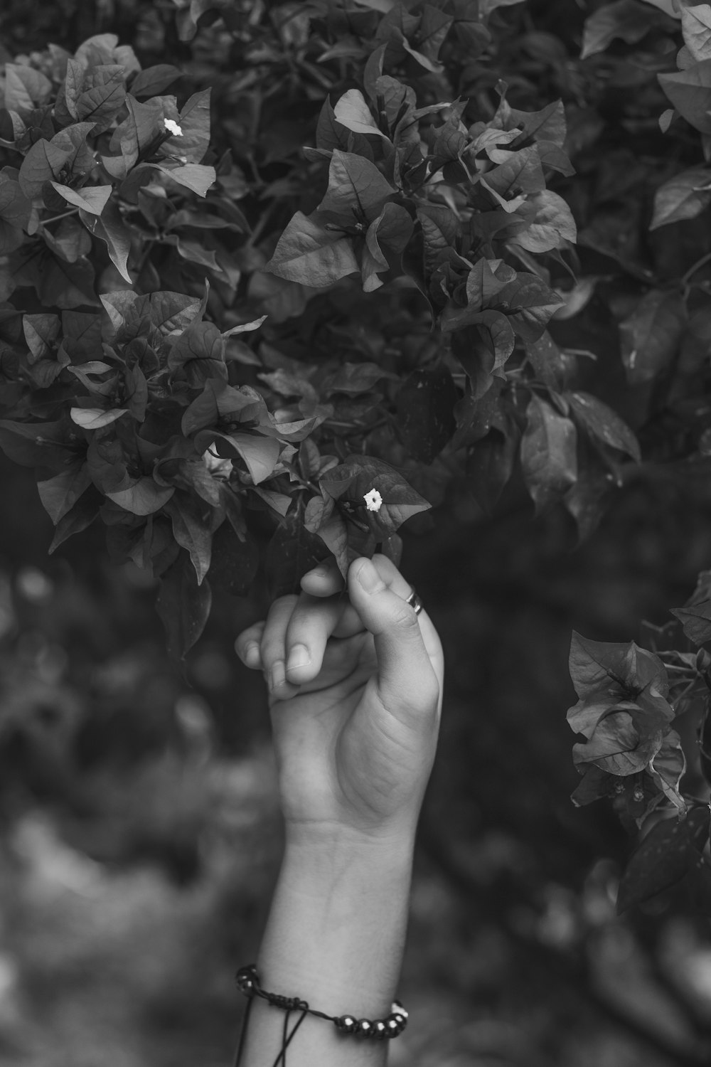 a hand holding a small flower