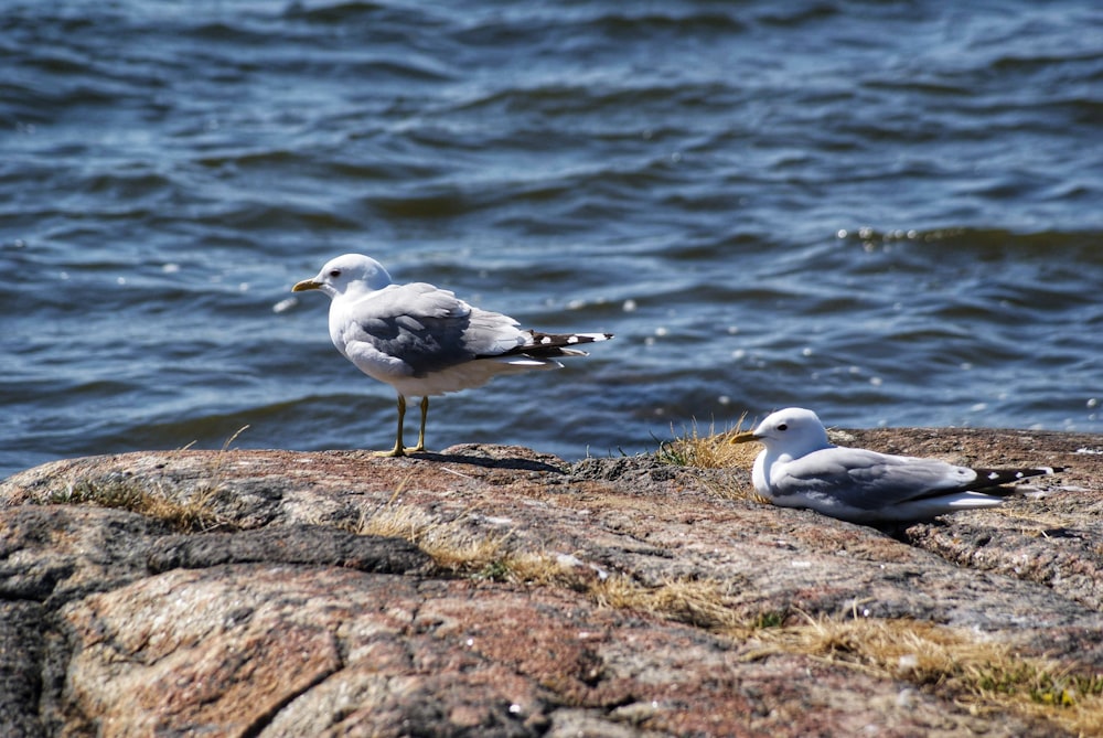 birds on a rock