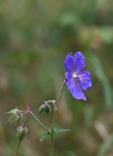 A single violet flower in bloom with a detailed view of its petals and stamen. The flower is accompanied by a few green buds on a slender stem, set against a blurred, greenish background, highlighting its delicate features.