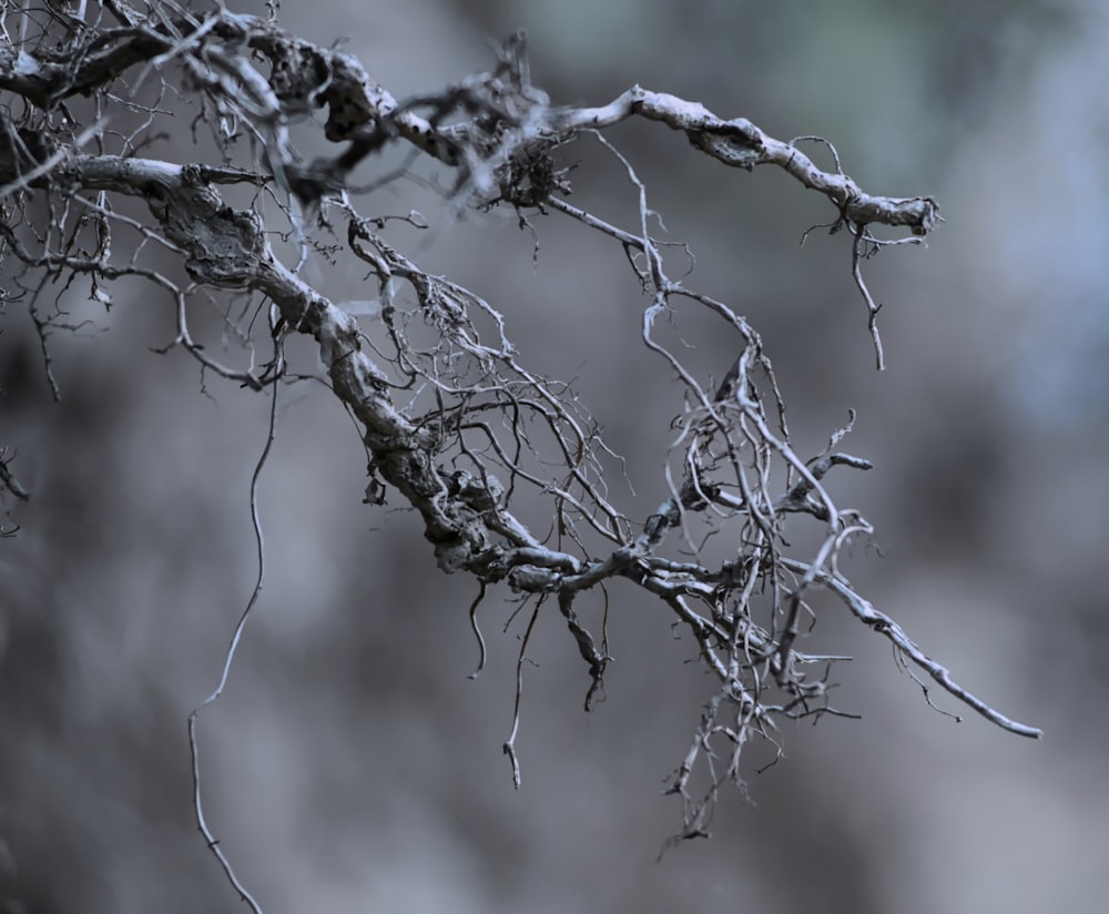 un albero con la neve su di esso