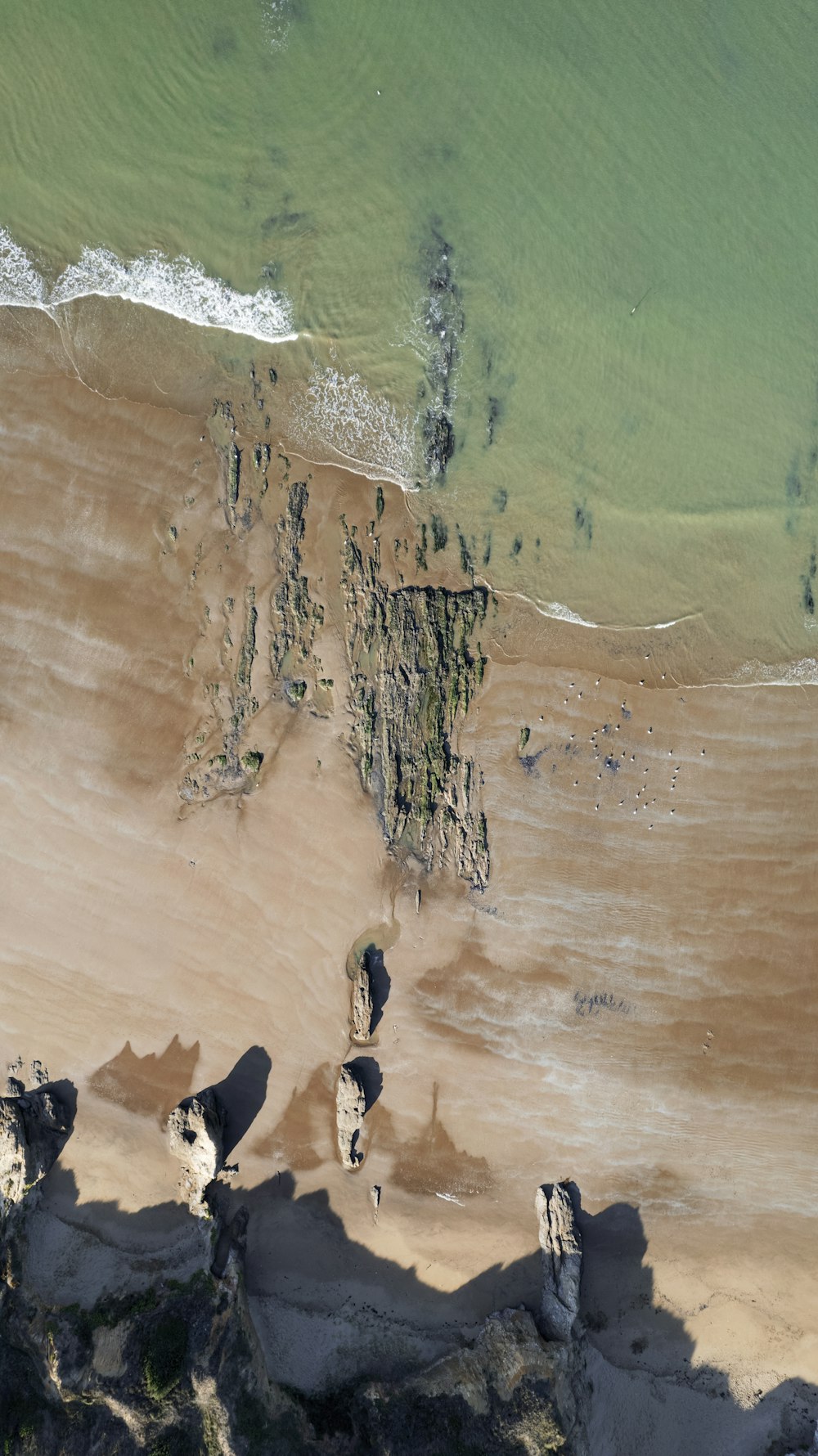 a group of penguins on a beach