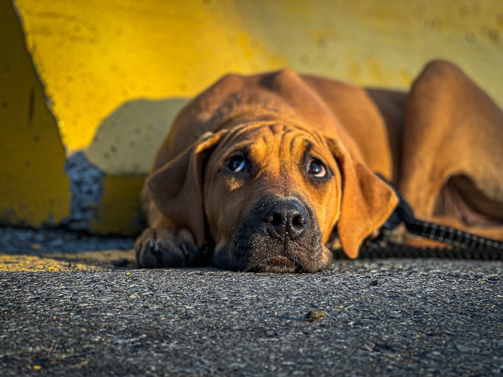 a dog lying on the ground