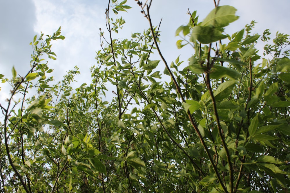 a tree with leaves