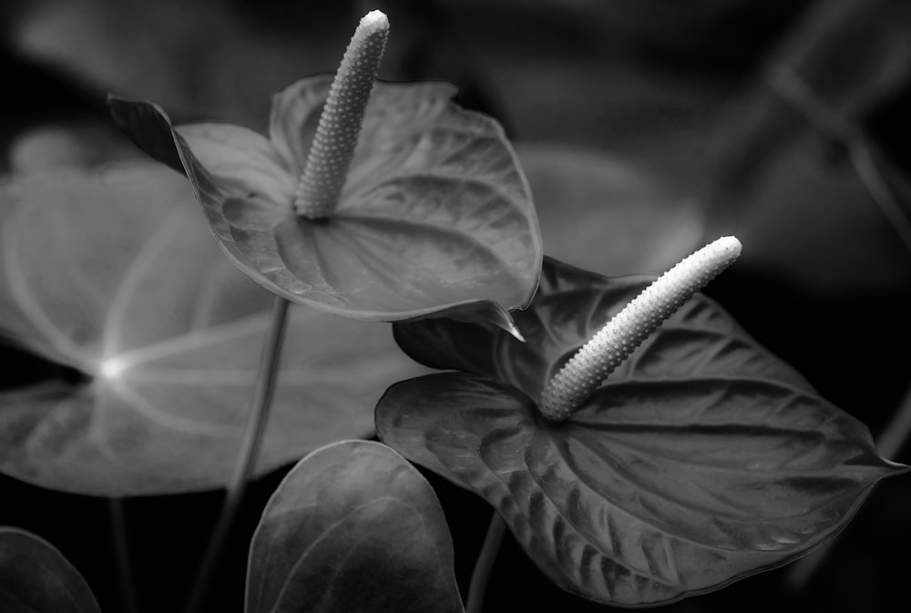 close-up of several leaves