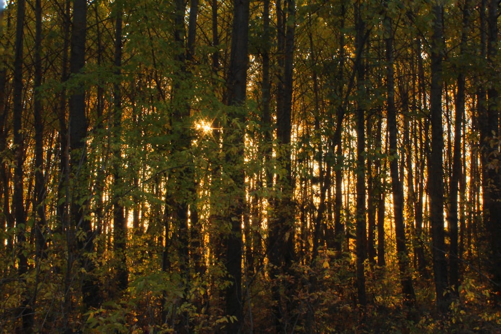 a forest of trees