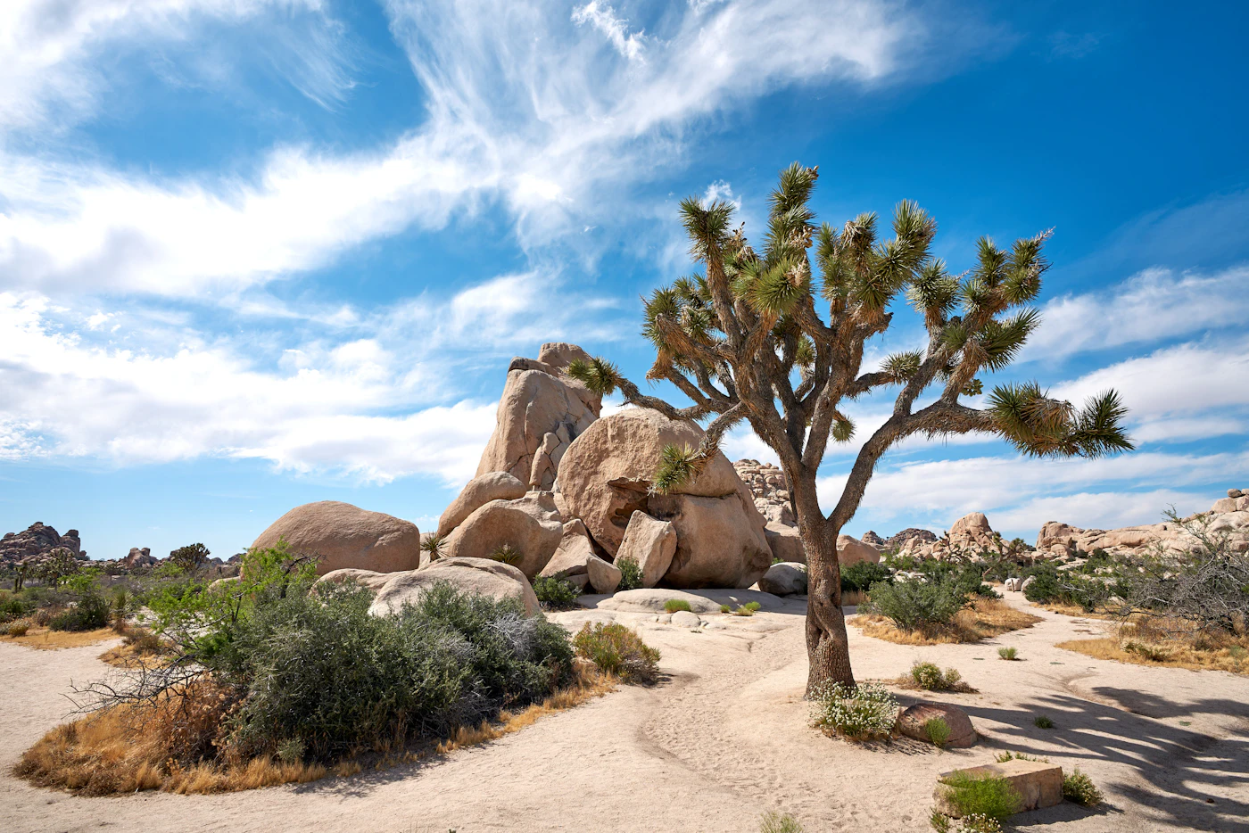 נוף בג׳ושוע טרי (Joshua Tree)