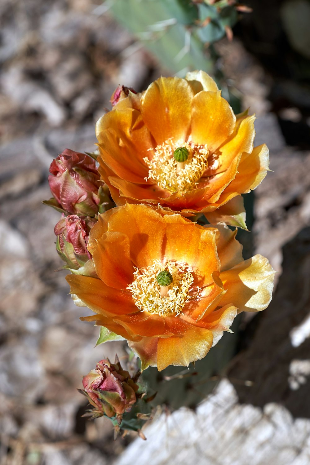 a close up of a flower