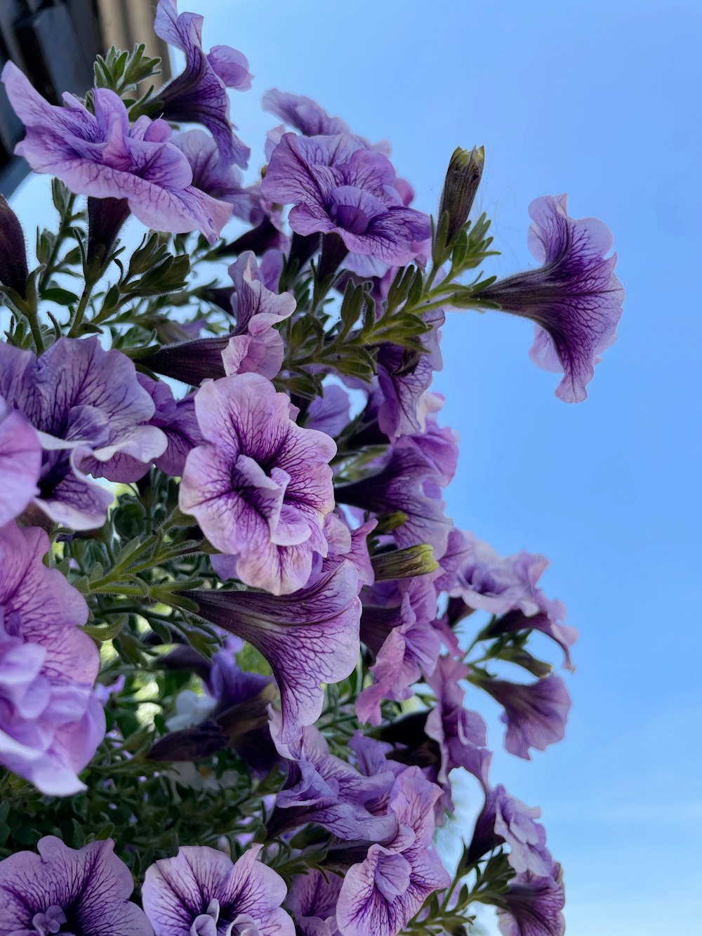 Eine Nahaufnahme von lila Blumen