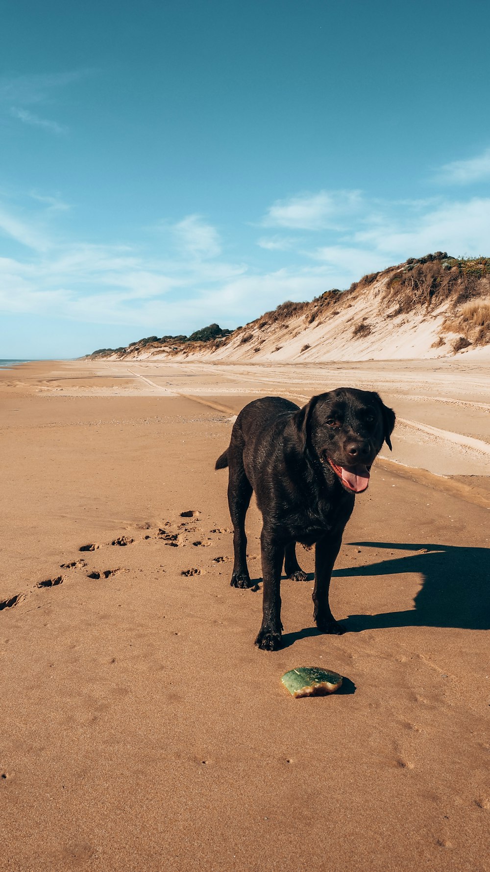 Ein Hund steht an einem Sandstrand