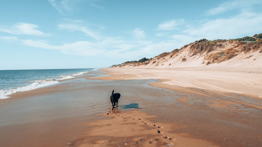 a dog on a beach