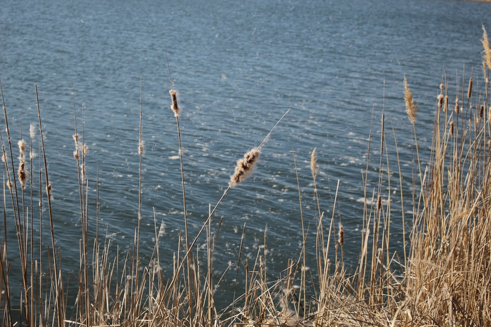 a bird standing in water