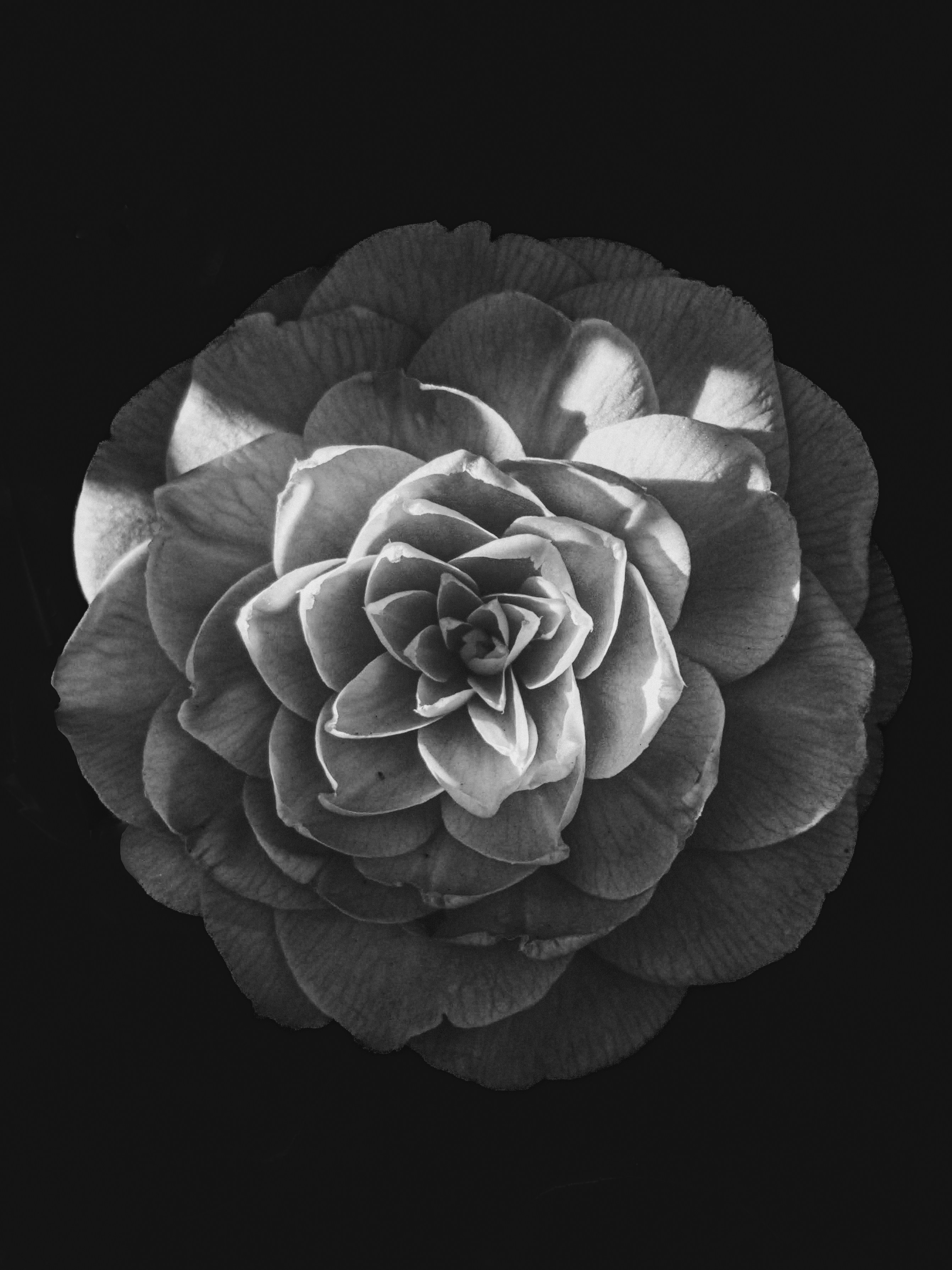 a close up of a flower