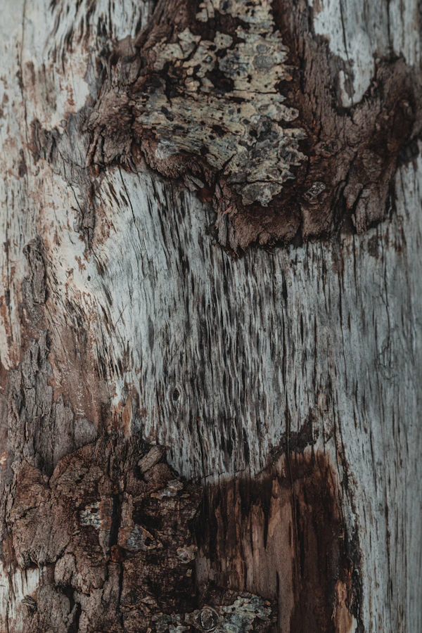 Nahaufnahme von Rinde und Holzstruktur