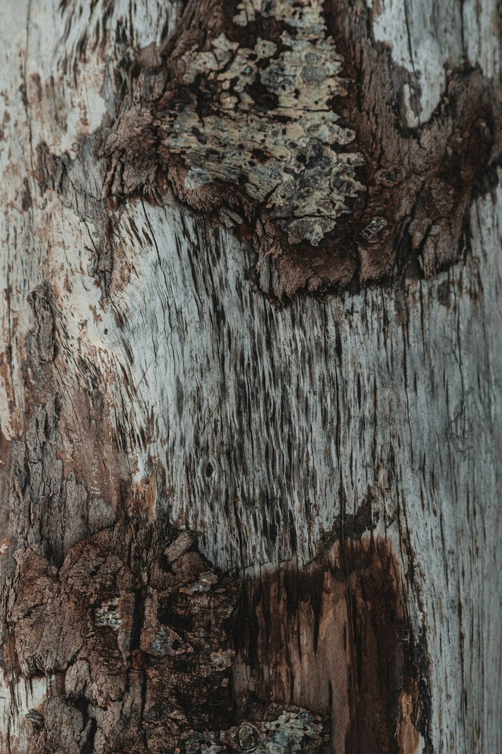 a close-up of a tree bark