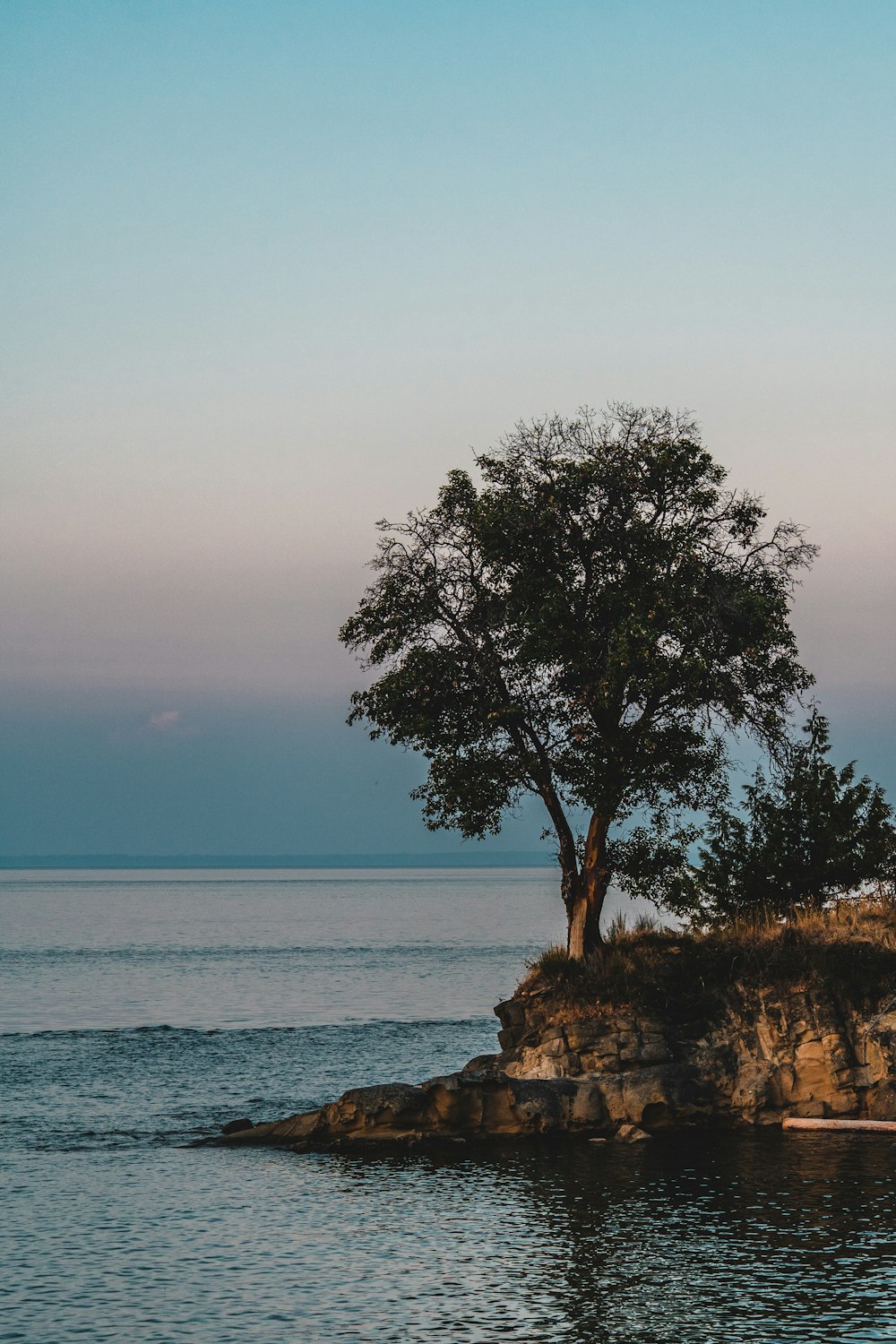 a tree on a rocky island