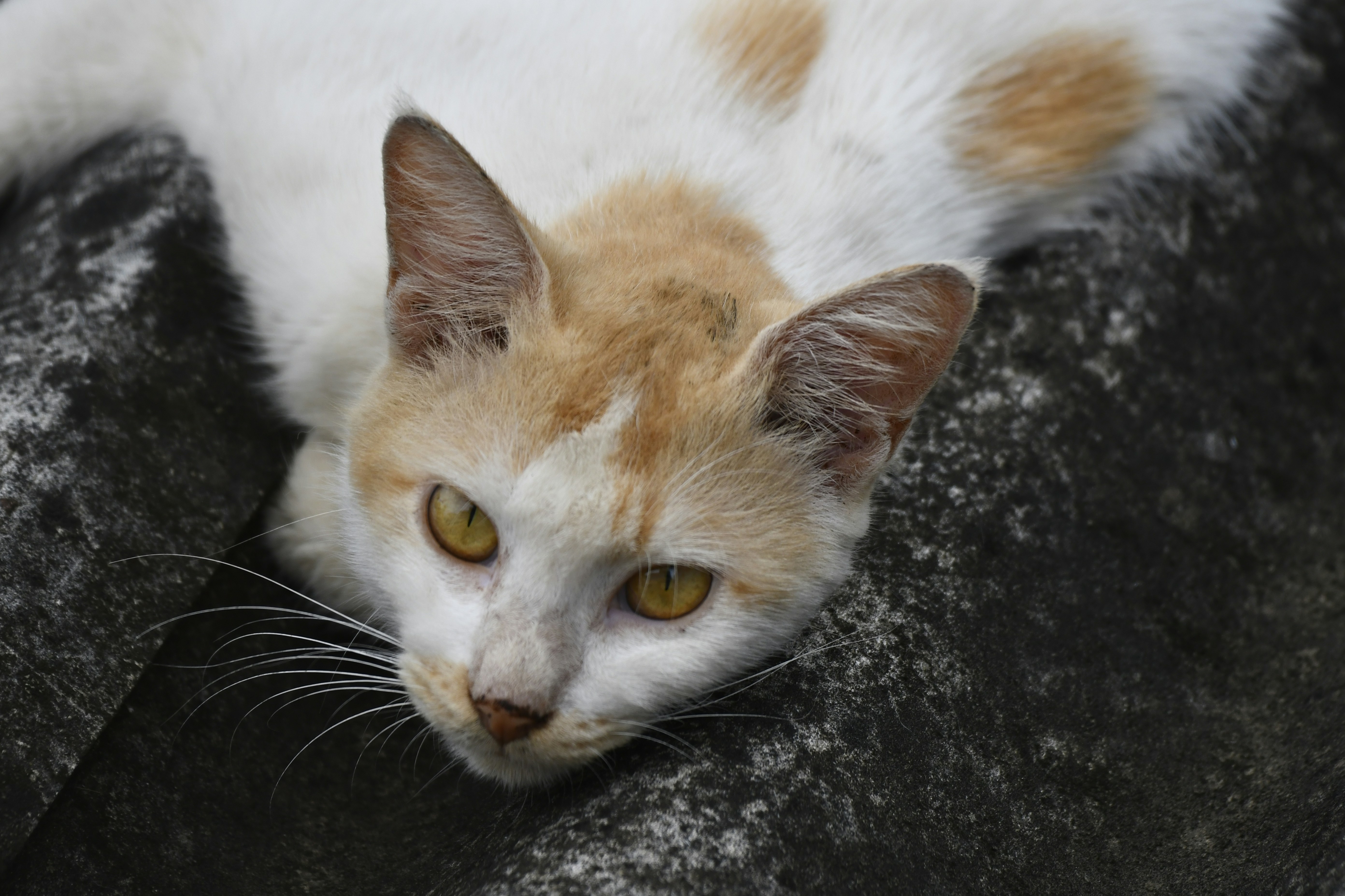 Photo by wrishi2004m