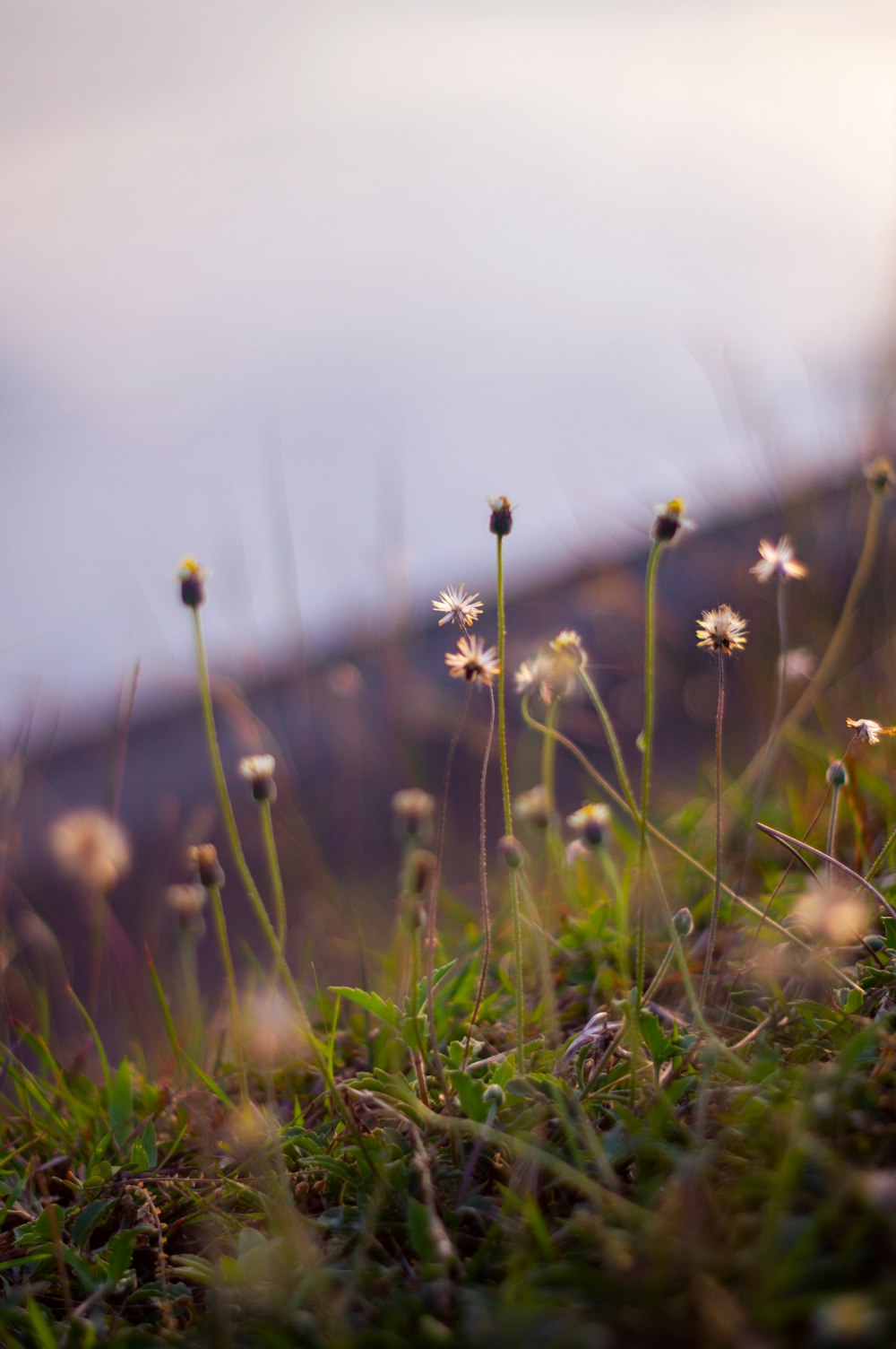 a field of grass with flowers