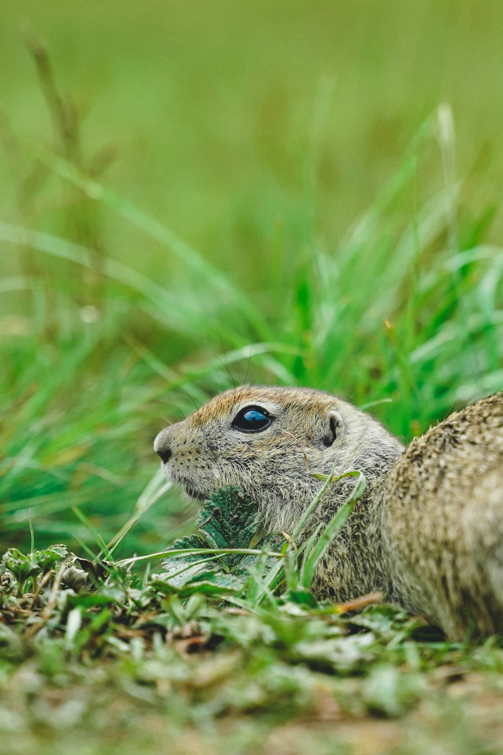 a squirrel in the grass