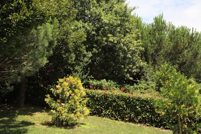 Lush greenery with tall trees and dense foliage fill the background. A well-maintained hedge, featuring small red flowers, runs horizontally. A small, ornamental tree with mixed yellow and green leaves stands in the foreground on a patch of neatly trimmed grass.