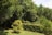 Lush greenery with tall trees and dense foliage fill the background. A well-maintained hedge, featuring small red flowers, runs horizontally. A small, ornamental tree with mixed yellow and green leaves stands in the foreground on a patch of neatly trimmed grass.