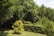 Lush greenery with tall trees and dense foliage fill the background. A well-maintained hedge, featuring small red flowers, runs horizontally. A small, ornamental tree with mixed yellow and green leaves stands in the foreground on a patch of neatly trimmed grass.
