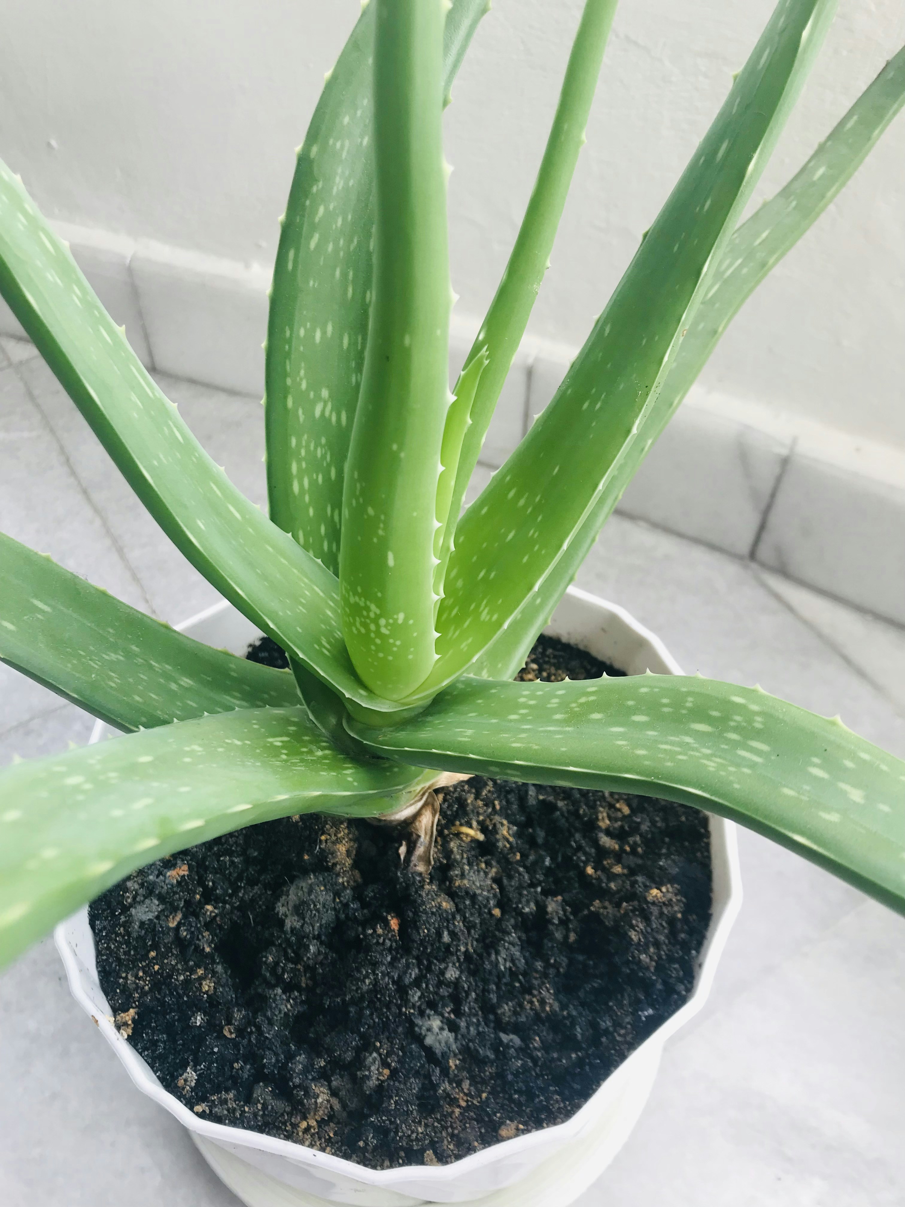 Large healthy aloe vera plant in a terracotta pot with drainage saucer