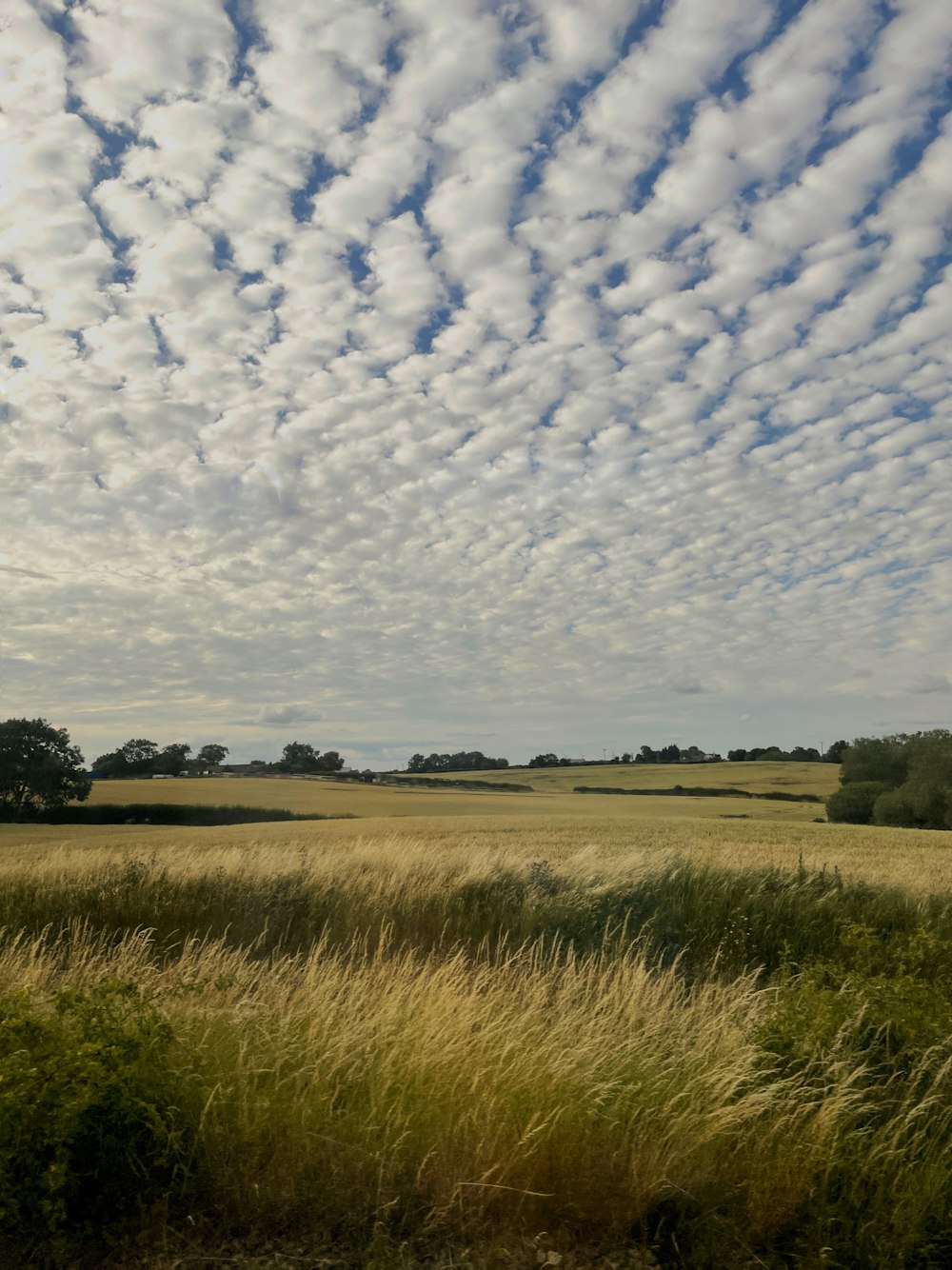 a field of grass with trees in the background