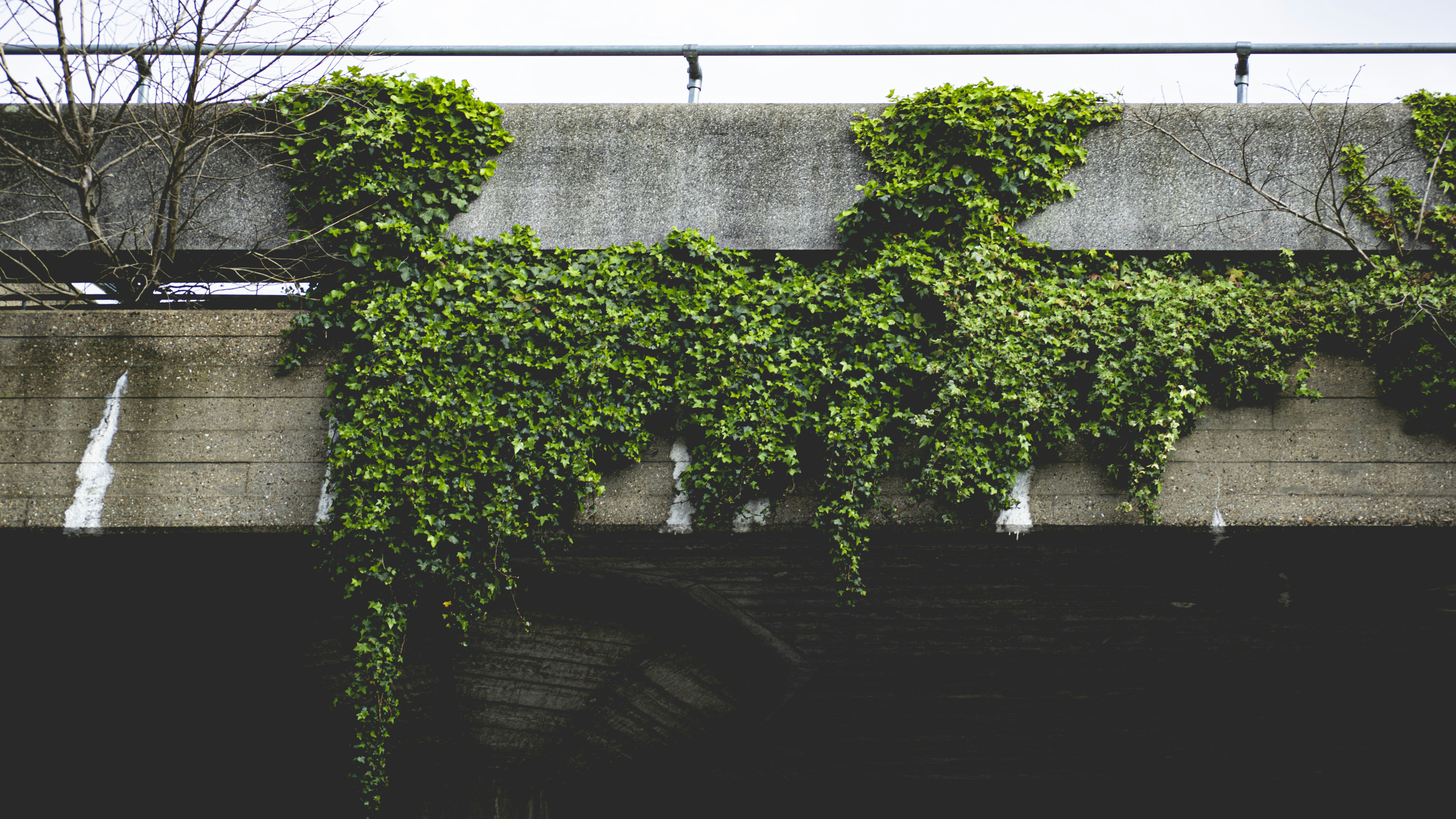 a wall with a tree growing on it