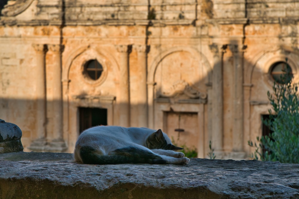 a seal lying on a rock in front of a building