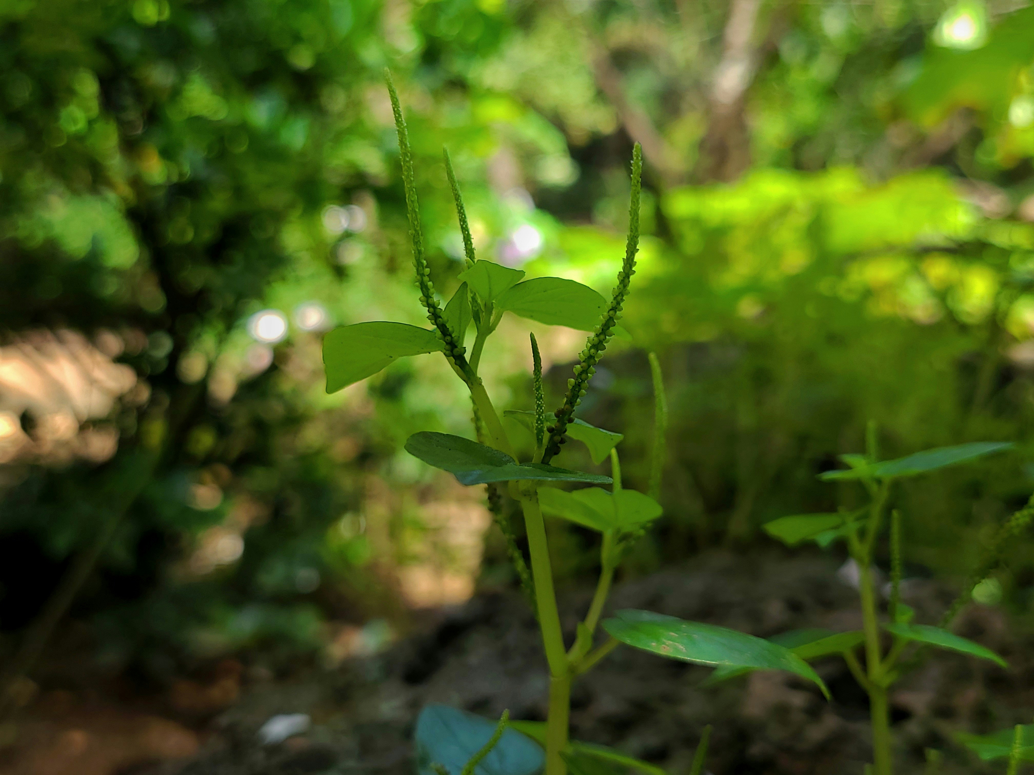 a close-up of a plant