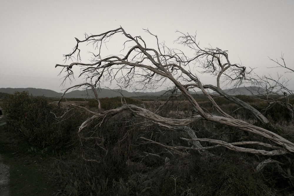 a tree with no leaves